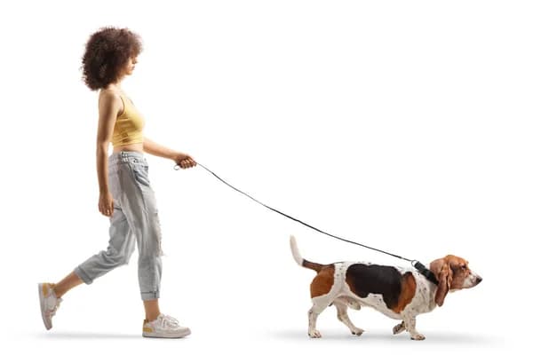Köpek Tasmaları
